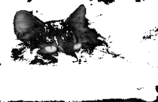 black cat